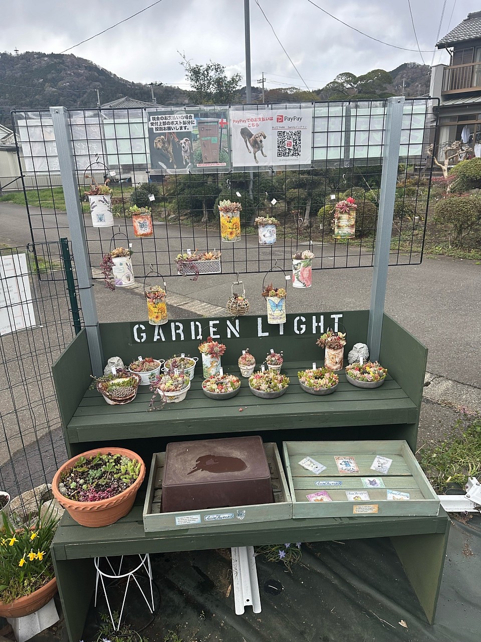 多肉　多肉植物　多肉寄植え